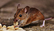 24 Hour & Emergency Exterminators in Ruth, MS